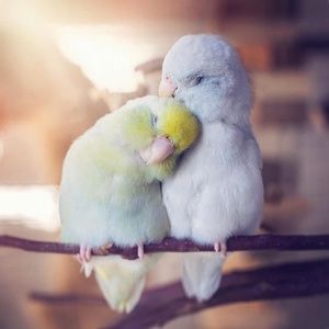 Meet your Posher, Eliza